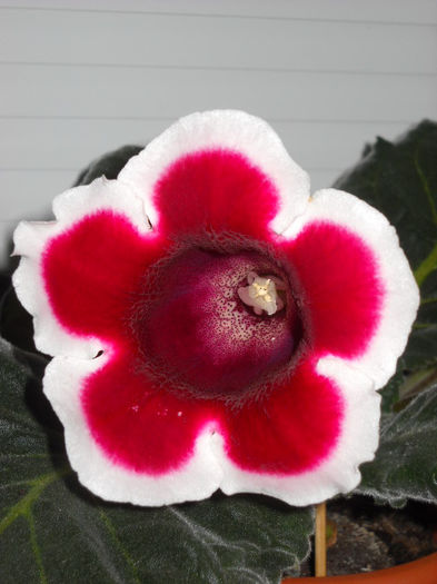 Kaiser Frederich 8 aug. - 1GLOXINIA- 2013