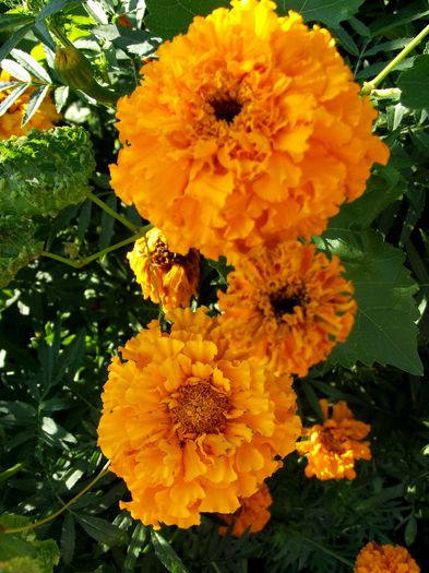 tagetes erecta orange 02