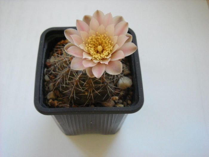 Gymnocalycium - CActusi -2013-2014