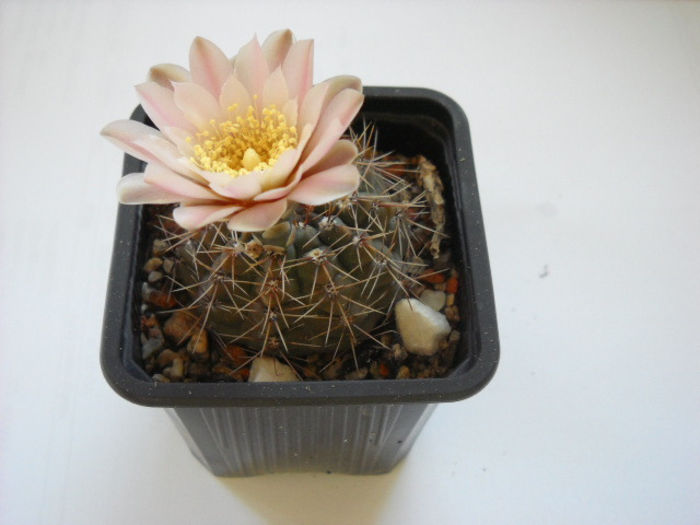 Gymnocalycium 8.08.013