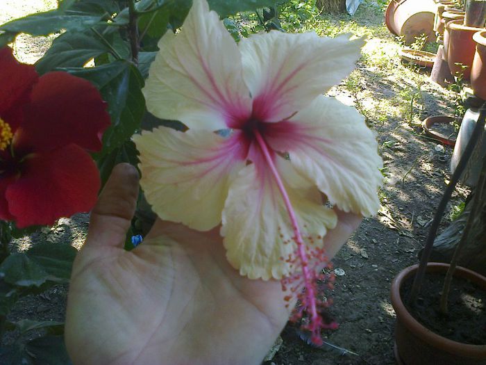  - Hibiscusi 2013