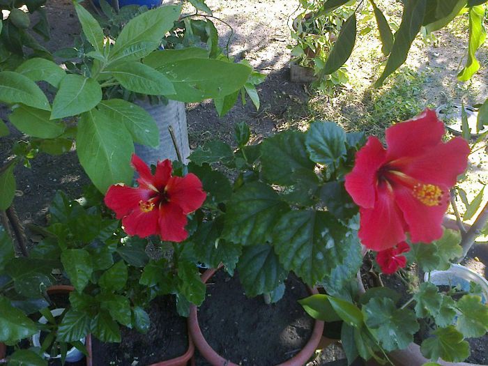  - Hibiscusi 2013