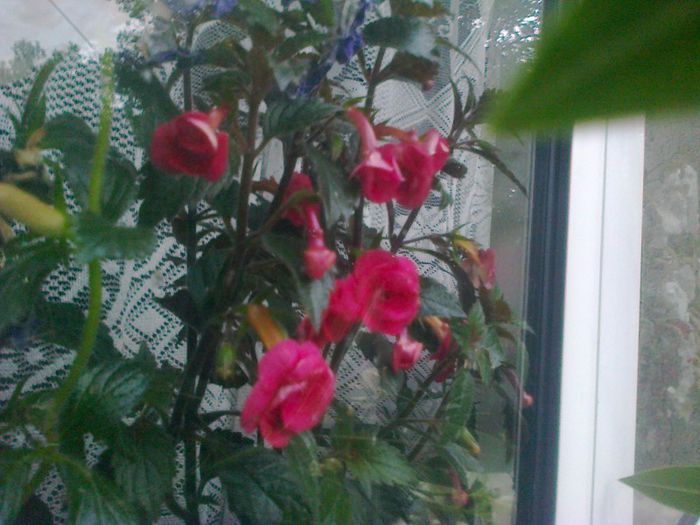  - A-Flori 2013