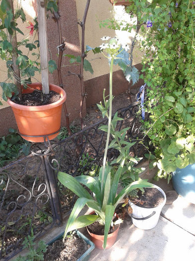 Fotografie-0156 - august 2013