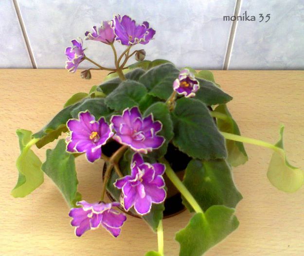 august 2013 - KING-S TREASURE-PIERDUT