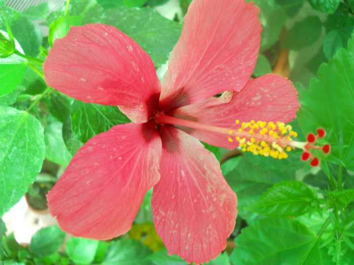 DSCN4884 - A28 a VARA 2013