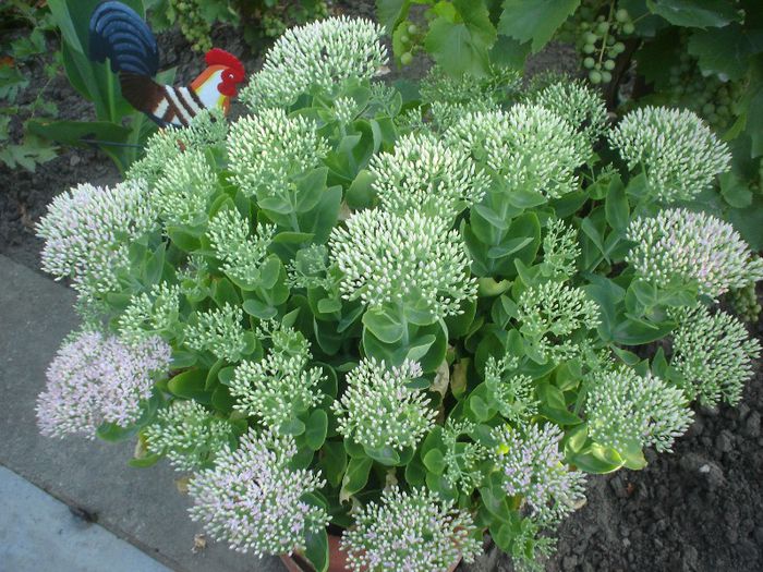 sedum