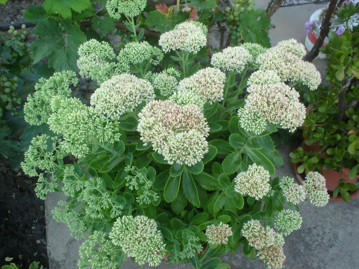 sedum