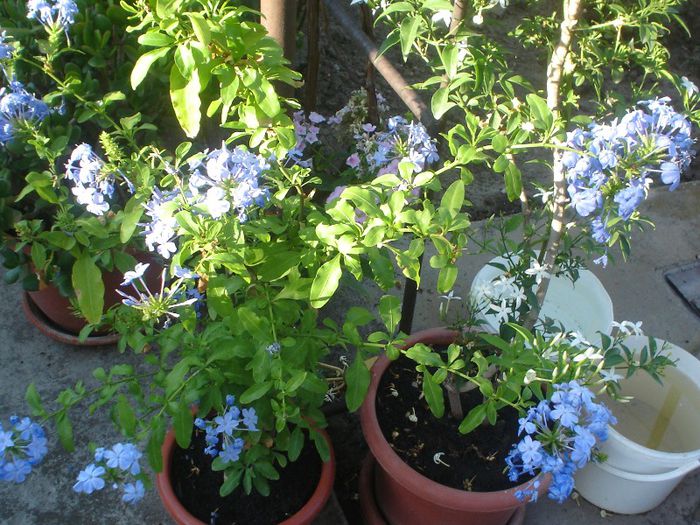 plumbago