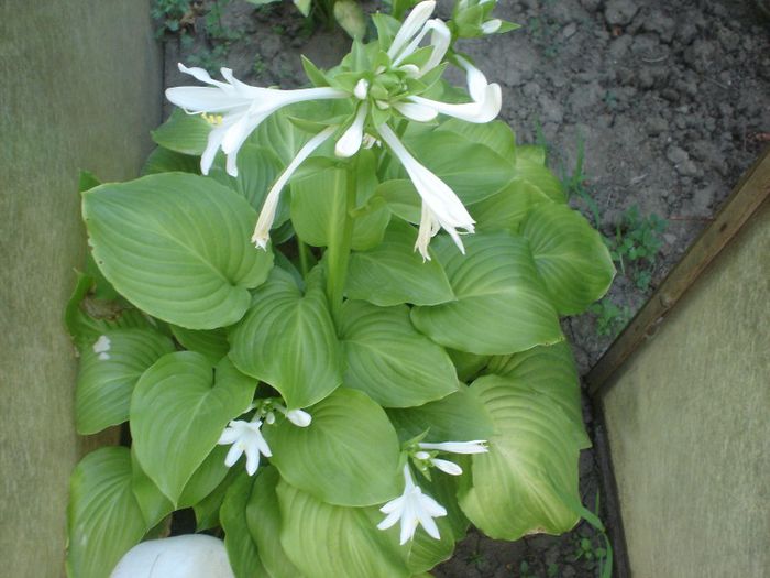 hosta - 08 LUNA AUGUST 2013