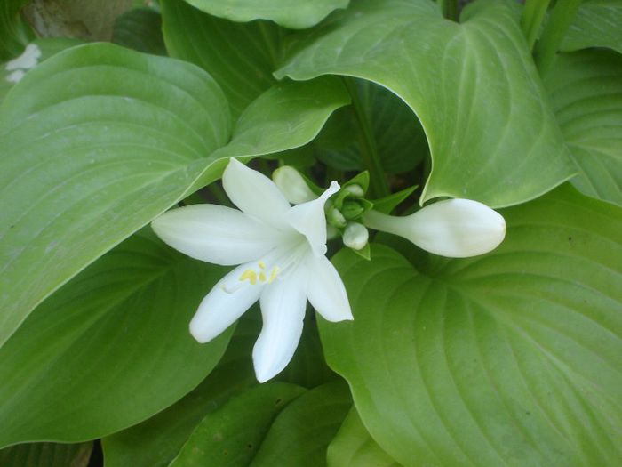 hosta - 08 LUNA AUGUST 2013