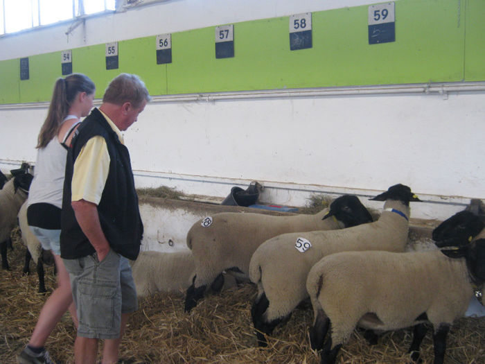 de vanzare 4 oi si 2 berbeci