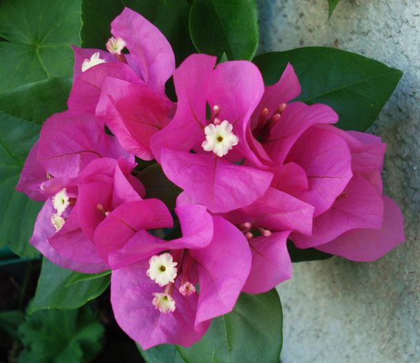 August 2013 - Bougainvillea