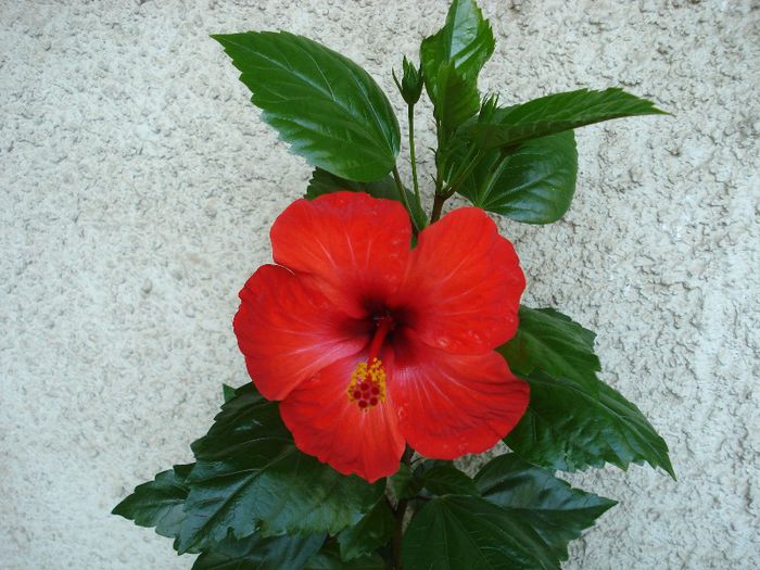 August 2013 - Hibiscus