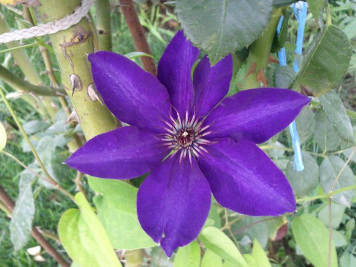 president - 2013 clematis