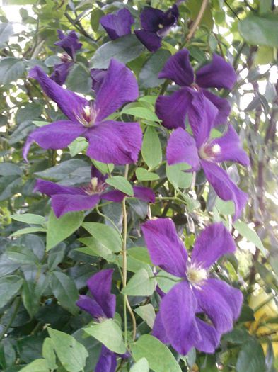 Polish spirit - 2013 clematis