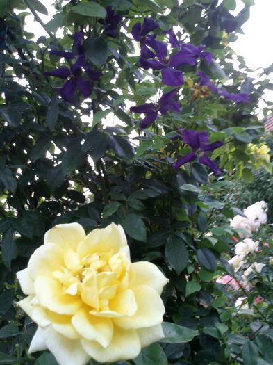 si golden showers - 2013 clematis