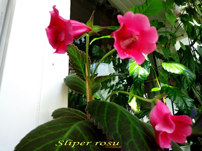 Sliper rosu (9-08-2013)