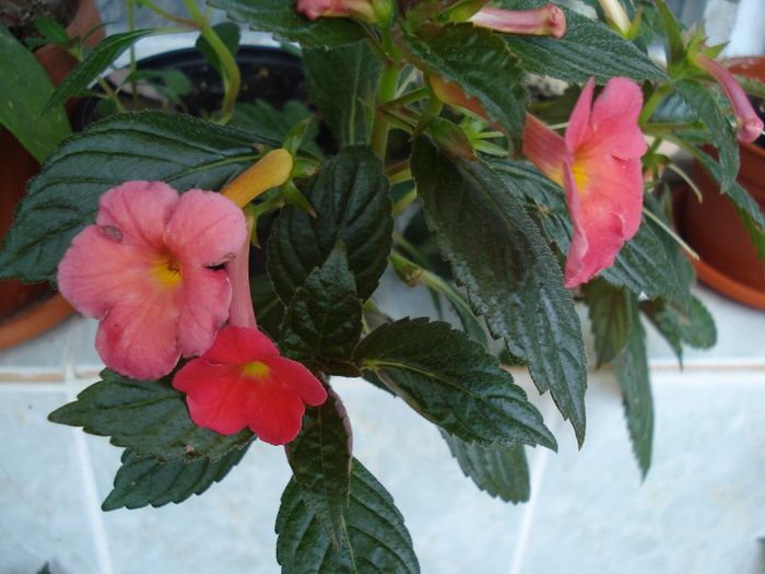 Orange delight - ACHIMENES