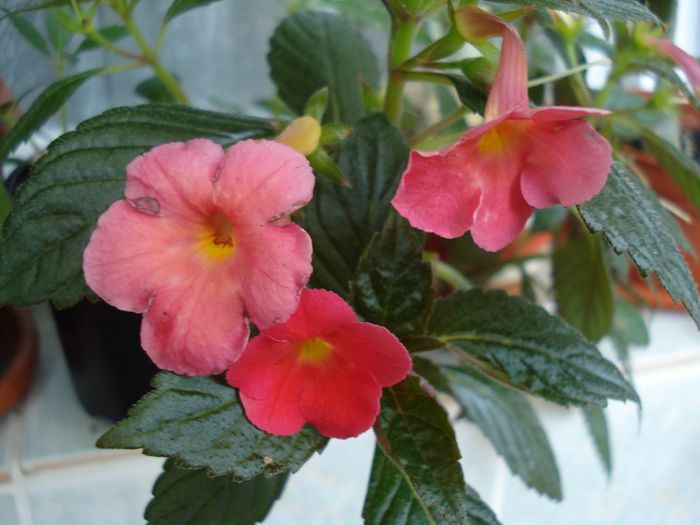 Orange delight - ACHIMENES