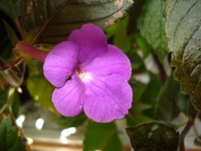 DSC08858 - ACHIMENES