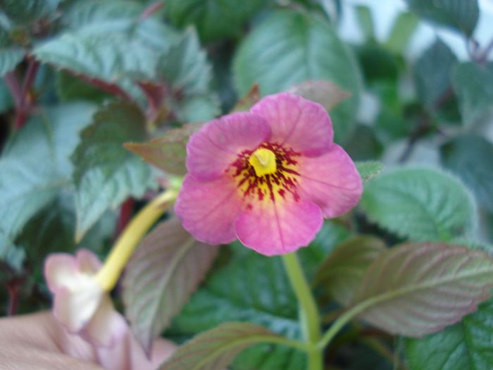 Hard to Get - ACHIMENES