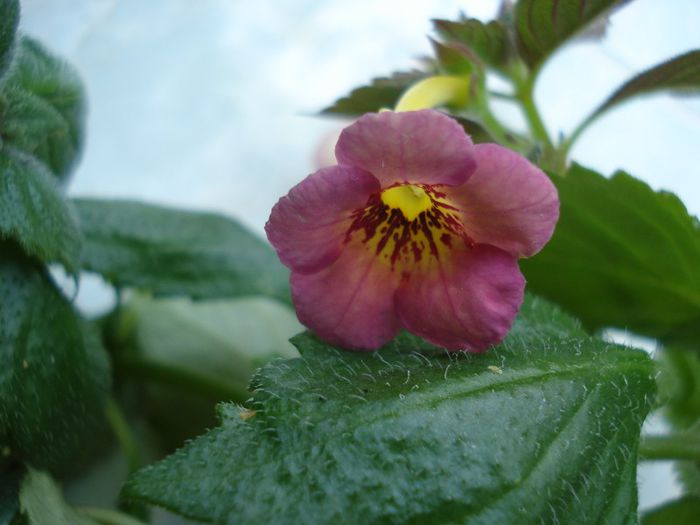 Hard to Get - ACHIMENES