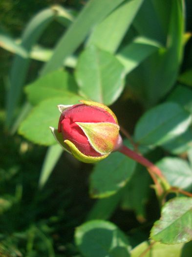 Summer Song • Austango; Shrub.  English Rose Collection.  Bred by David Austin (United Kingdom, before 2005). 
Introduced in United Kingdom by David Austin Roses Limited (UK) in 2005
