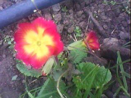 DSC00289 - Poze