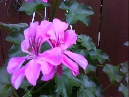 DSC00328 - Poze