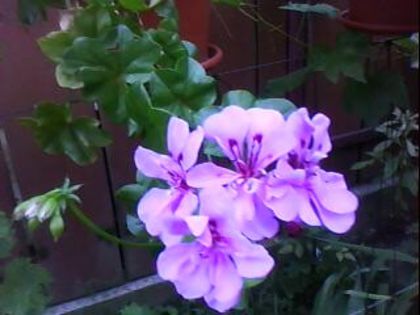 DSC00330 - Poze