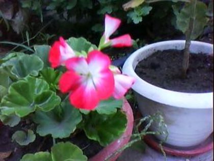 DSC00331 - Poze