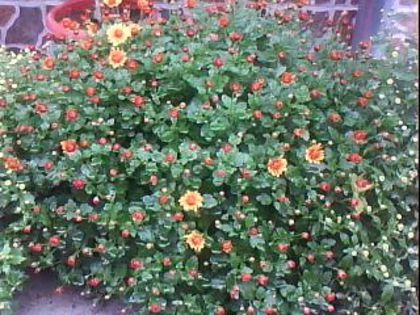 DSC00337 - Poze