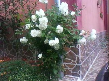 DSC00339 - Poze