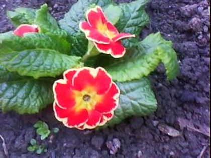 DSC00364 - Poze