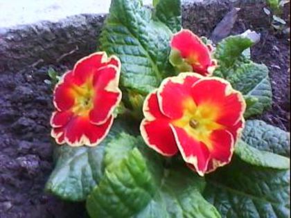 DSC00365 - Poze