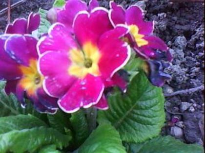 DSC00366 - Poze