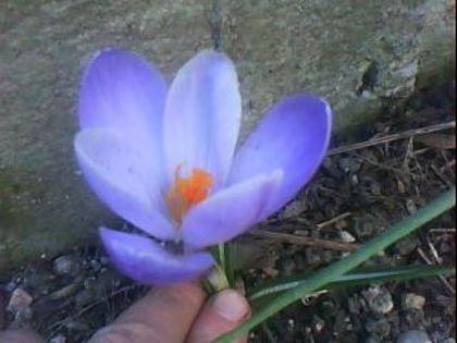 DSC00369 - Poze