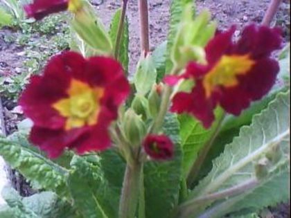 DSC00377 - Poze