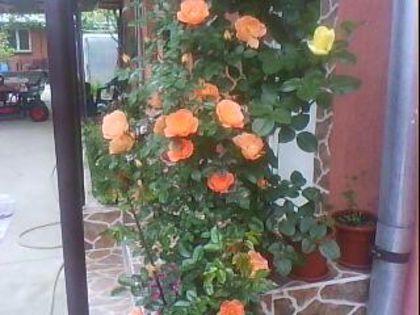 DSC00380 - Poze