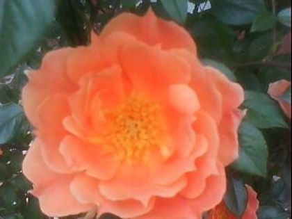 DSC00381 - Poze