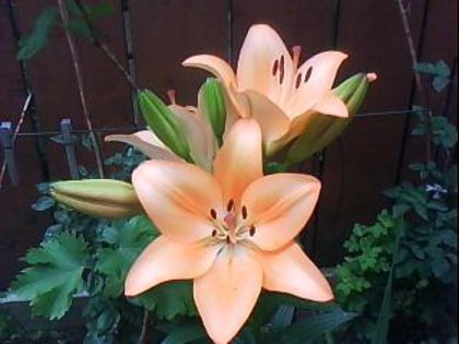 DSC00391 - Poze