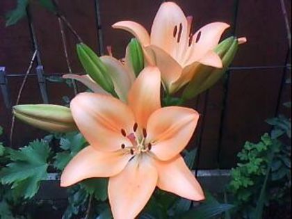 DSC00394 - Poze