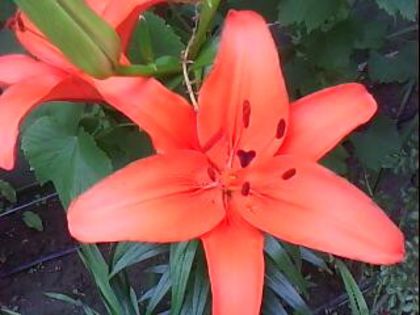 DSC00395 - Poze