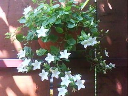 DSC00404 - Poze
