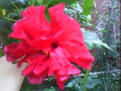 DSC00405 - Poze