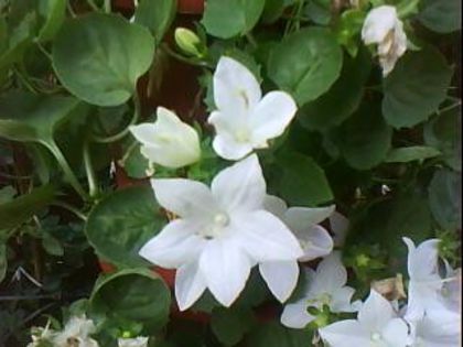 DSC00418 - Poze