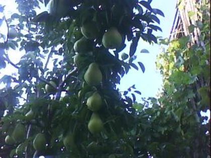 DSC00419 - Poze