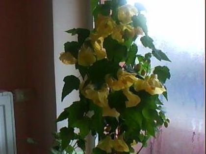 DSC00454 - Poze