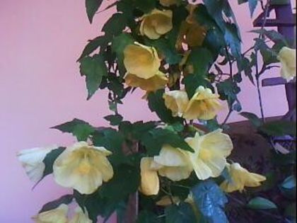 DSC00455 - Poze
